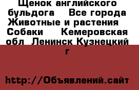 Щенок английского бульдога  - Все города Животные и растения » Собаки   . Кемеровская обл.,Ленинск-Кузнецкий г.